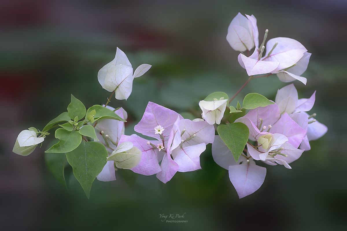 136_9018-23-st-s-Dreaming flower-2025-37.jpg