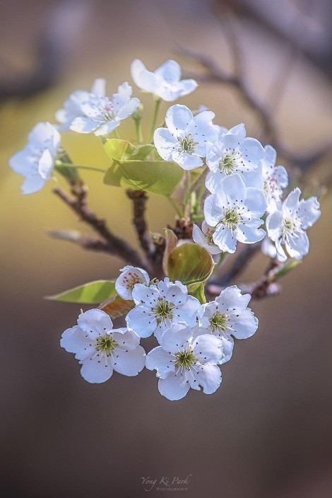 121_0365-s-So spring has come and is going-9.jpg