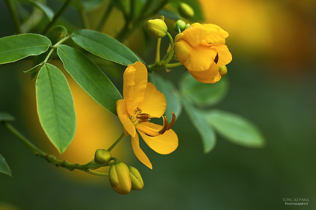 306_5277-c-s-In the garden of Monet-5-Senna bicapsularis.jpg
