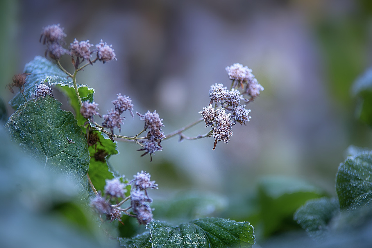 119_8761-s-Autumn of Muju-8-1.jpg