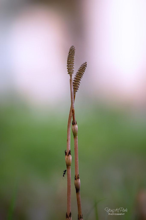 116_7304-s-Poetic spring-8.jpg