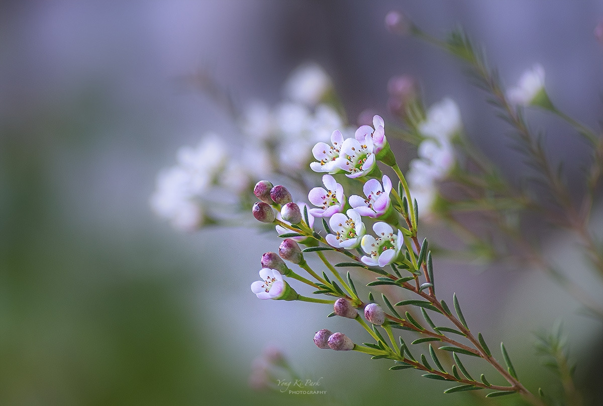 310_9016-22-st-s-Dreaming flowers-5.jpg