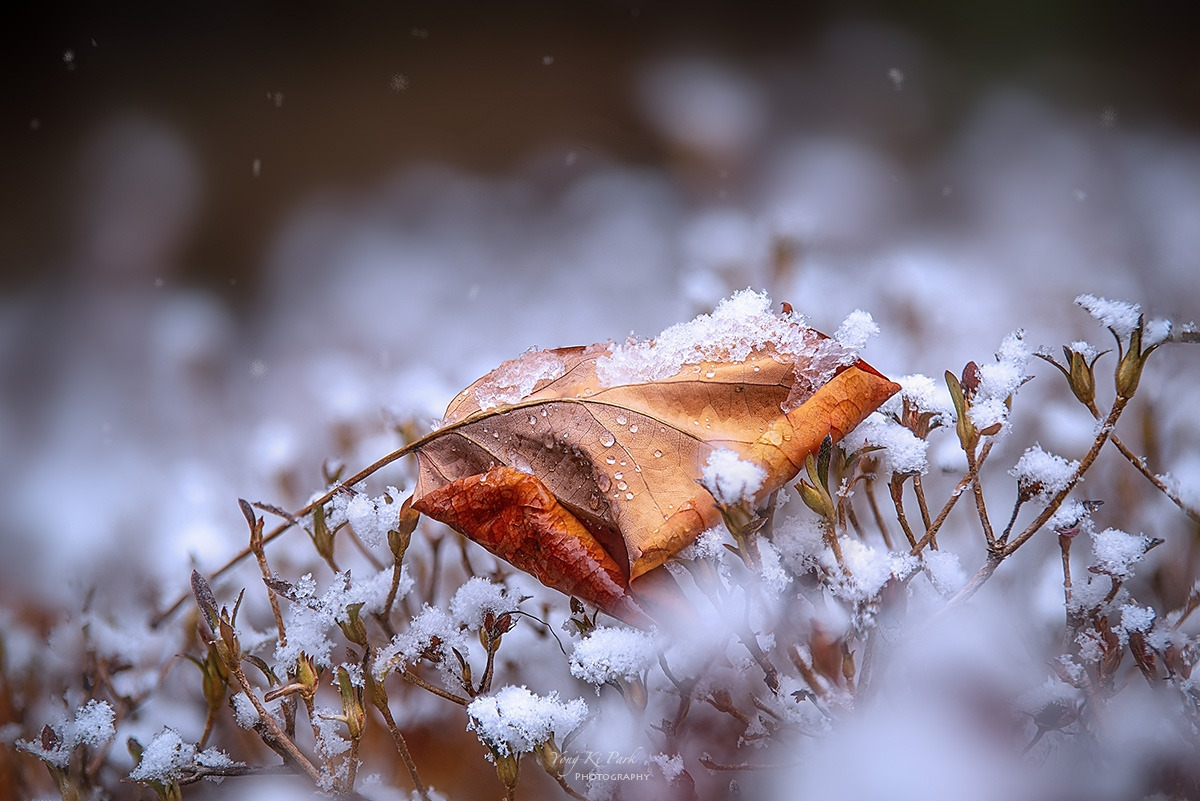 133_5371-79-st-s-Winter story-4.jpg