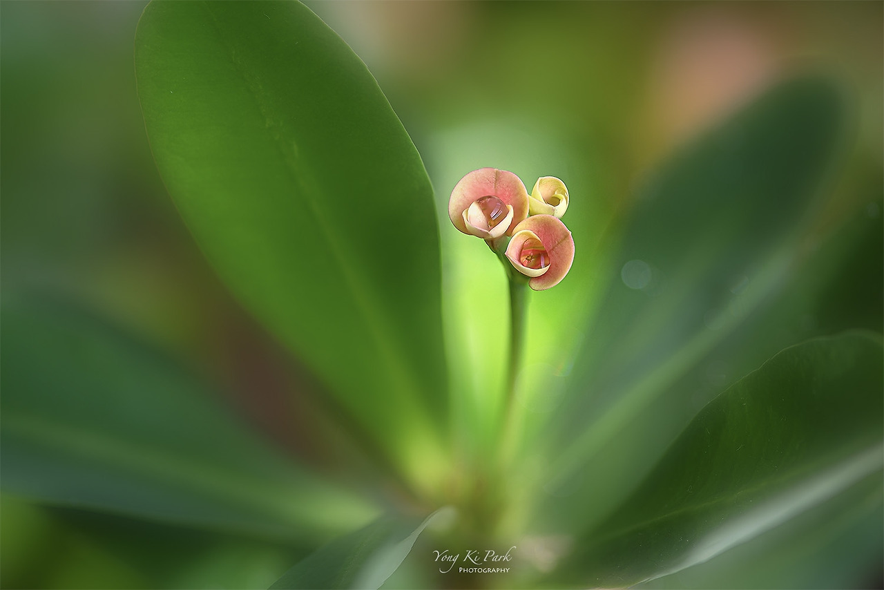 120_5424-32-st-s-A preview of spring-6.jpg