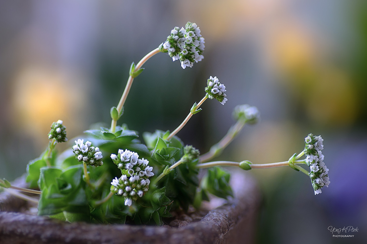 310_4505_06-st-s-Poetic spring-5.jpg