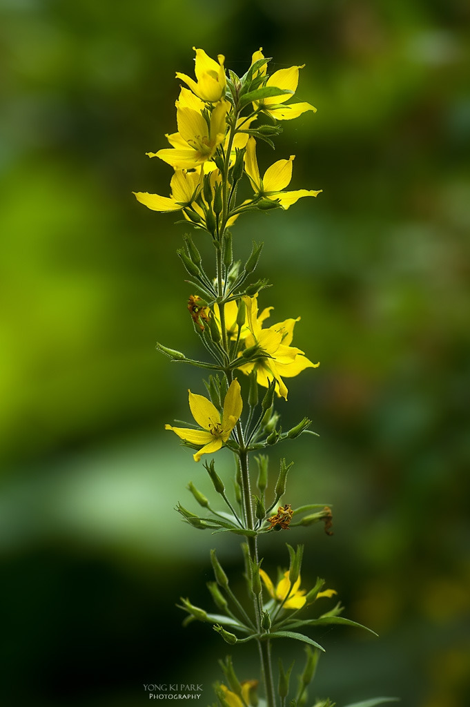 306_5434-s-In the garden of Monet - 11-Yellow Loosestrife.jpg