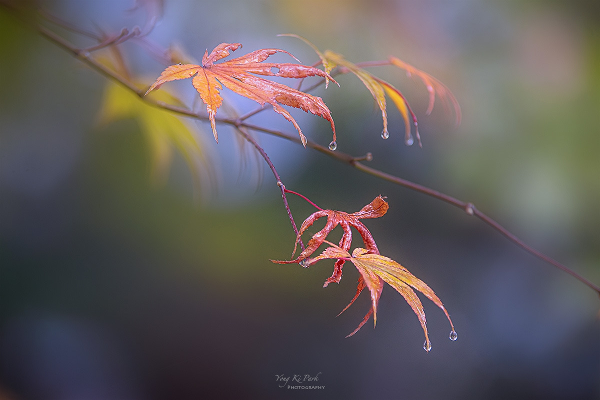 127_8300-05-st-s-When it rains in autumn-2.jpg