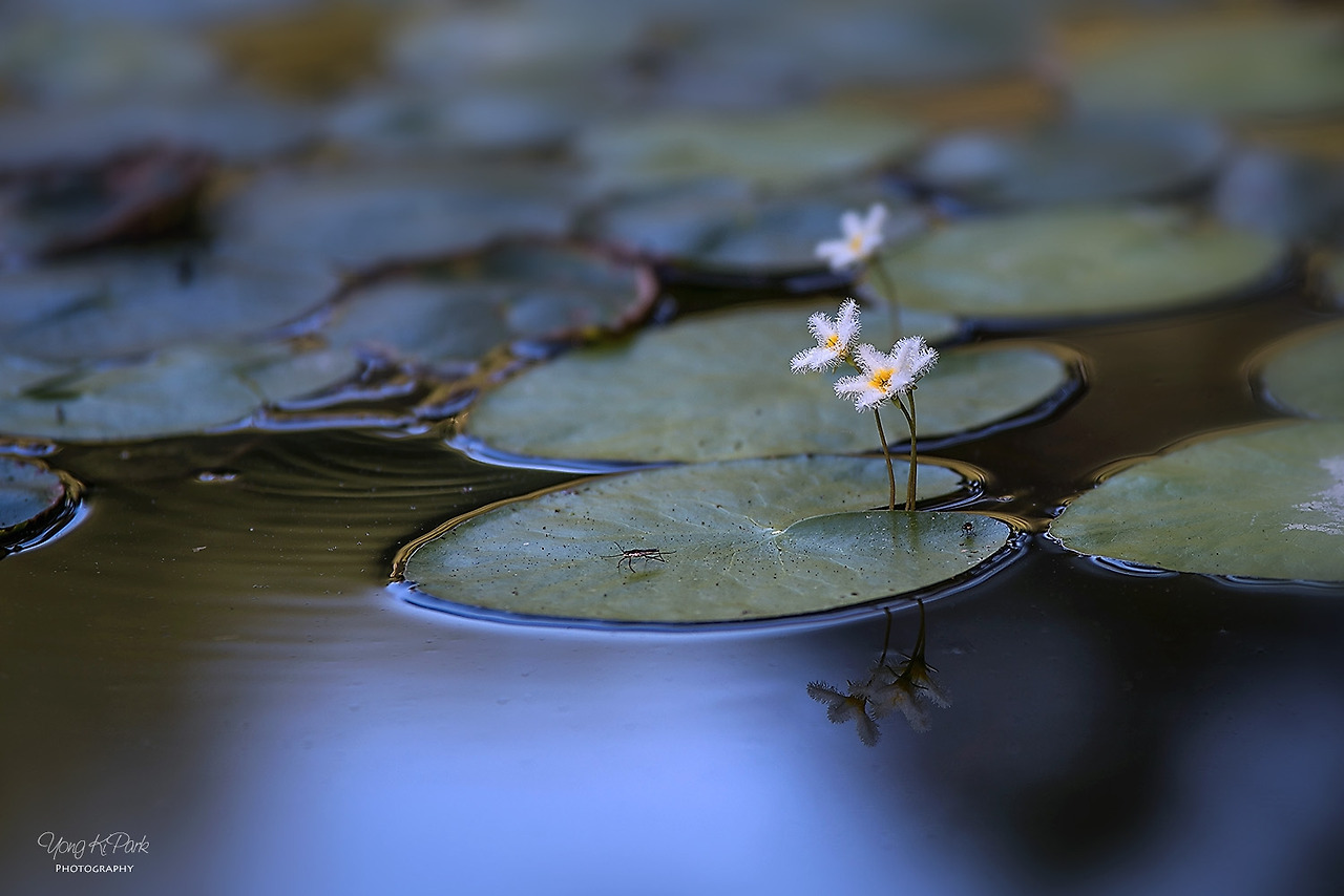 111_4901_4898-st-s-Flowers surviving in hot summer-10.jpg