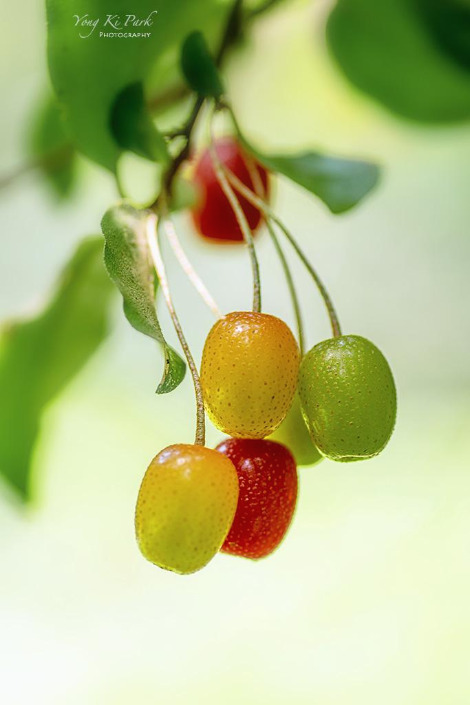 119_0922-s-Impression of June-4.jpg