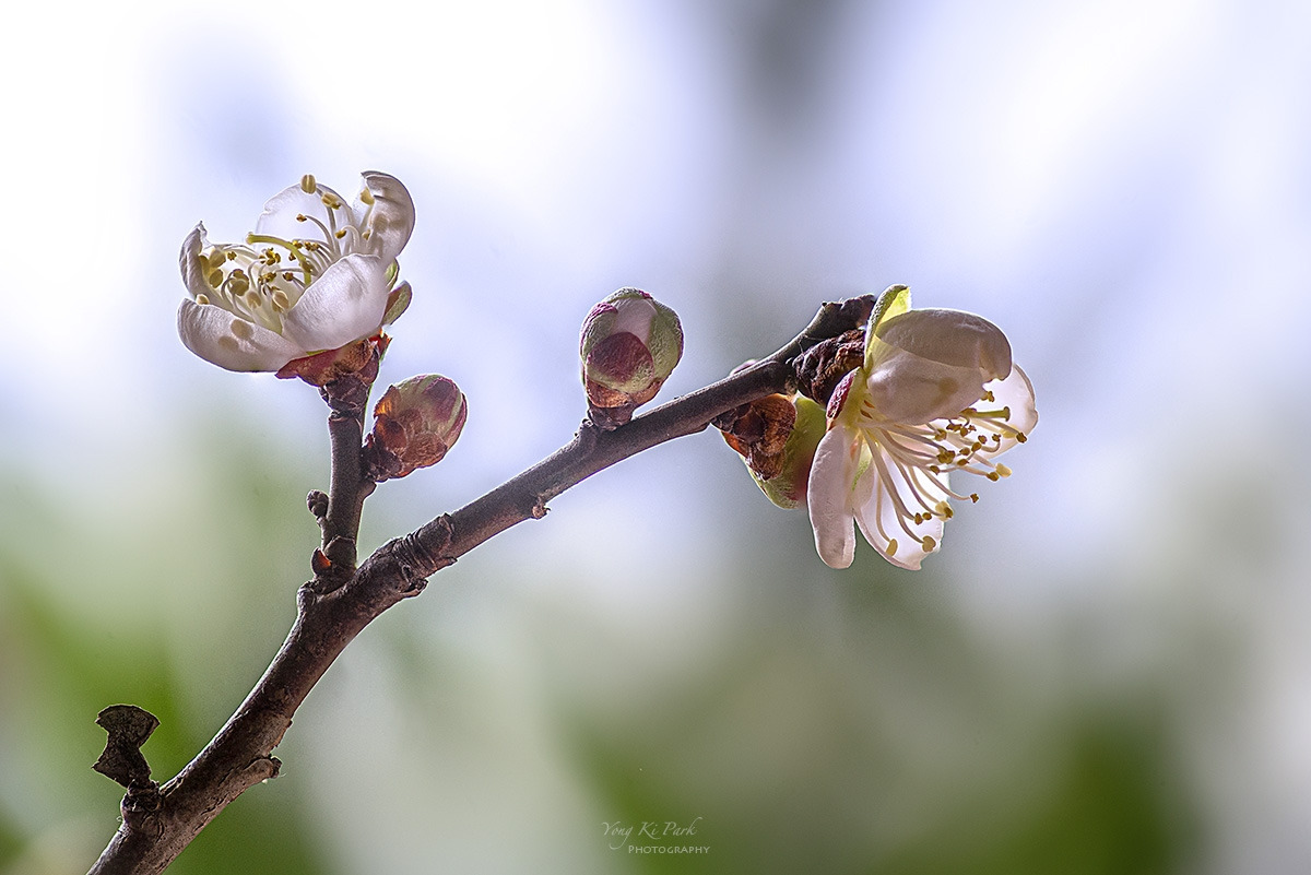 128_4970-91-st-s-Beginning of spring-6-1.jpg