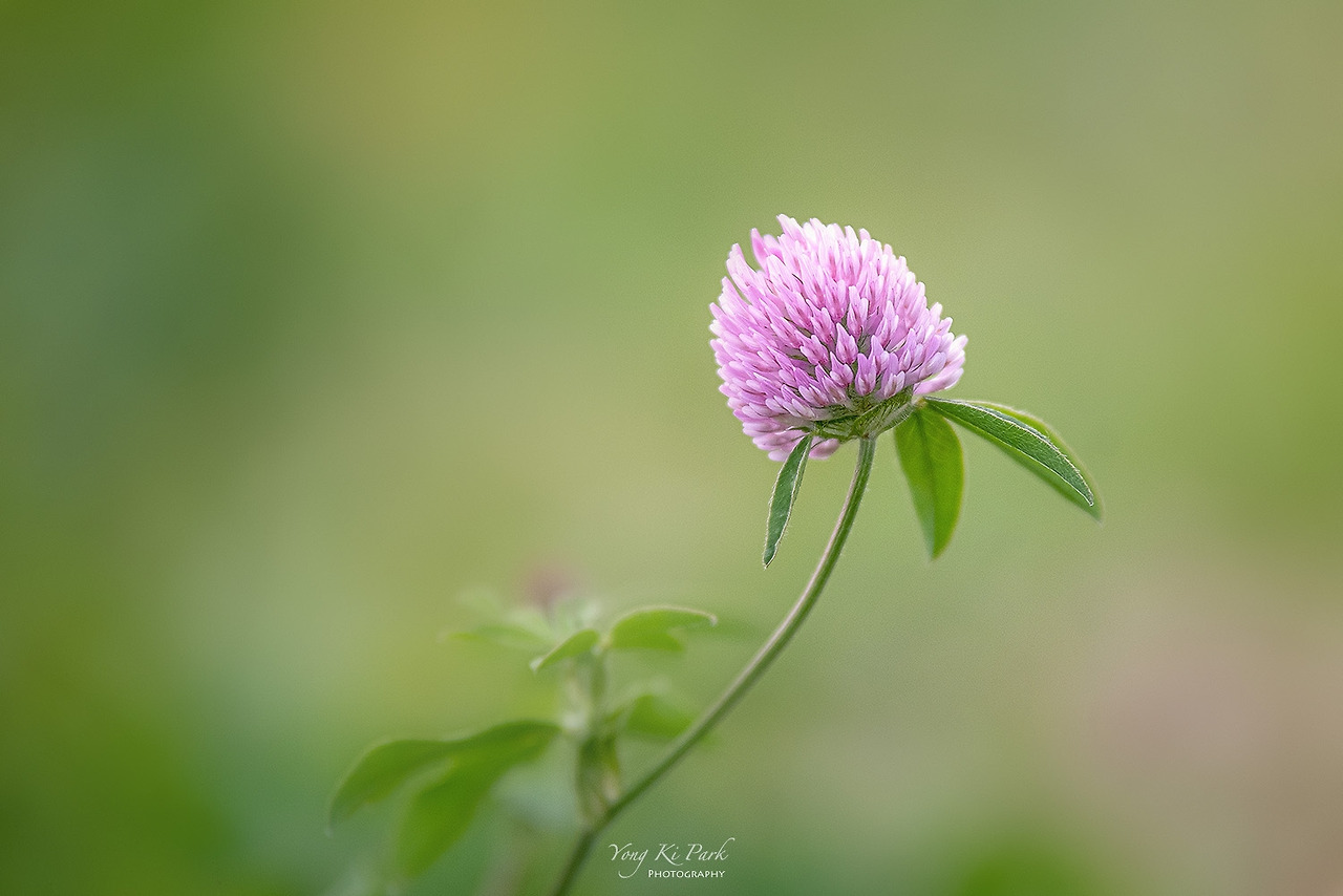 120_1502-s-Autumn flowers-6.jpg