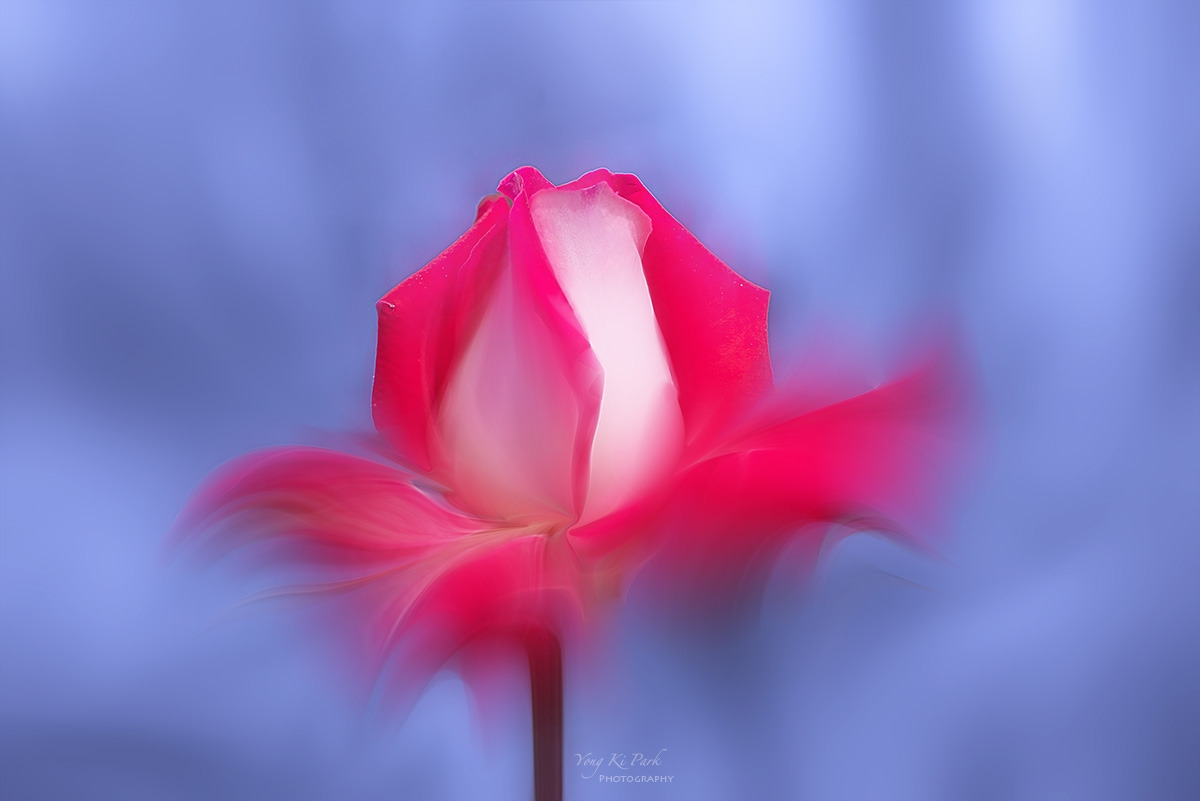 130_3867-70-st-m3-s-Floral abstract-2024 spring-24-Birth of the rose.jpg