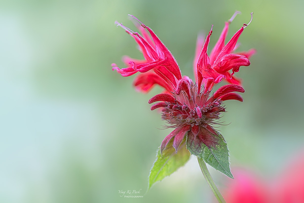 131_5150-56-st-s-Summer 2024-28.jpg