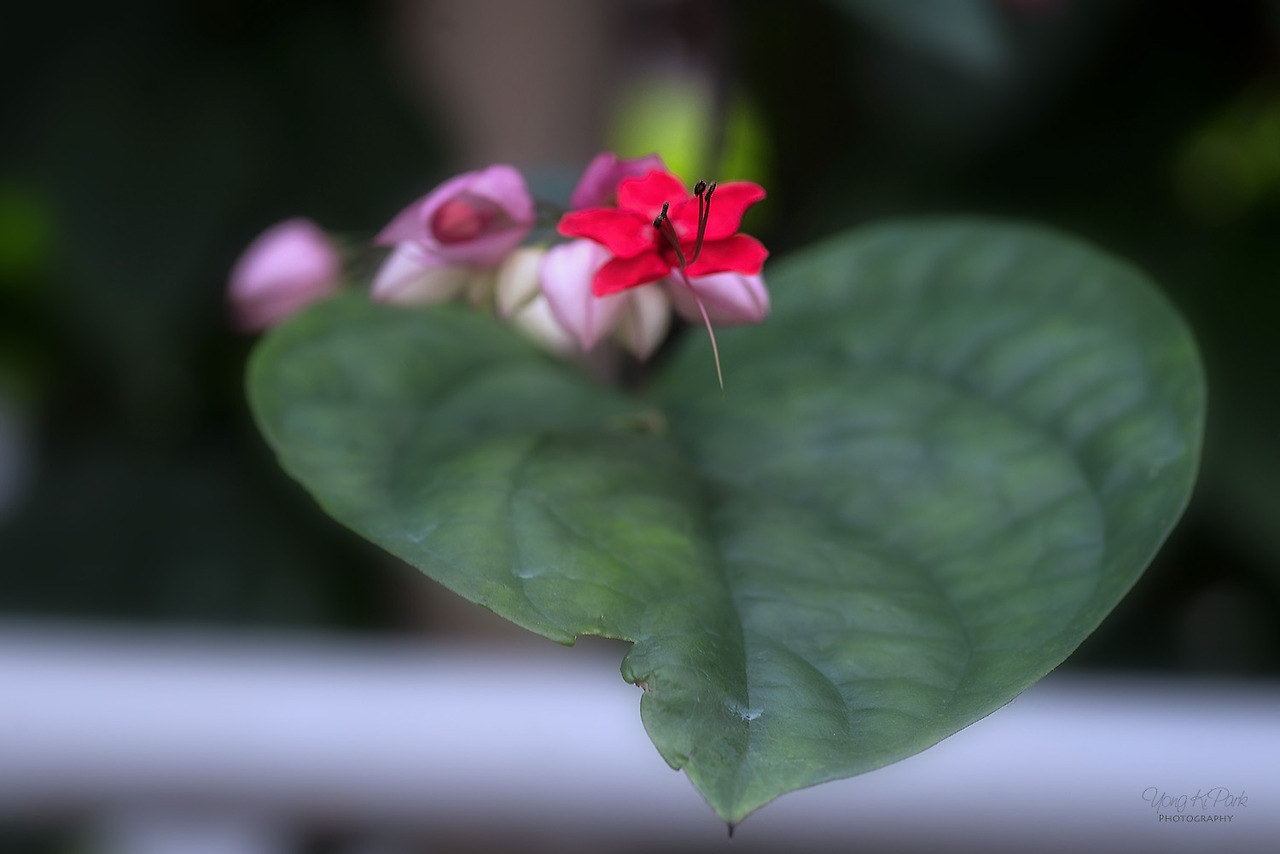 112_5981-s-Short trip to a tropical garden-4.jpg