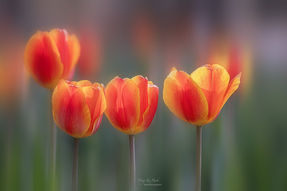 135_0802-06-st-s-Spring that came to me-33.jpg