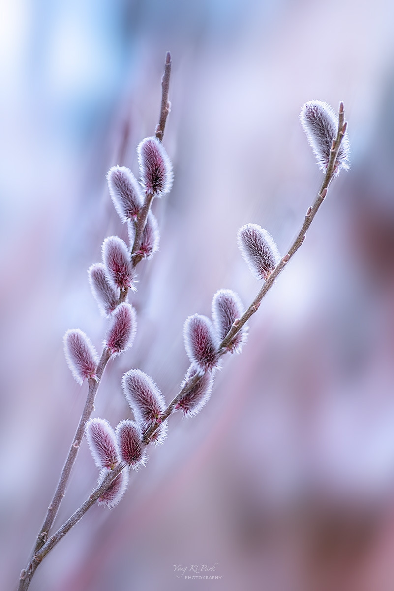 128_6663-65-st-c-m-sn the garden of early spring-11.jpg