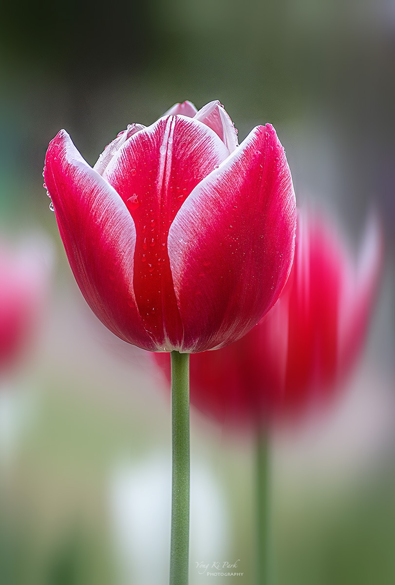 129_7777-84-st-m-s-Tulip 2024-4.jpg