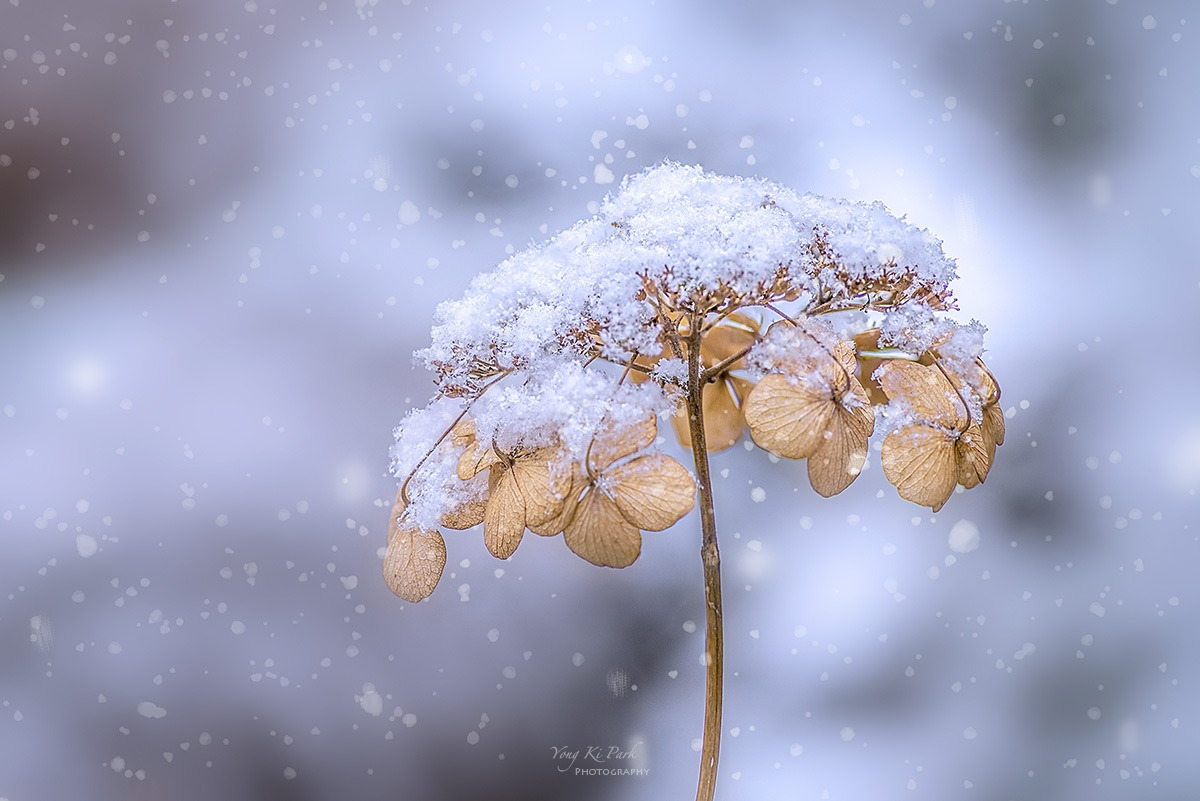 128_3029-32-st-m-s-Dreaming flower-2026-1.jpg