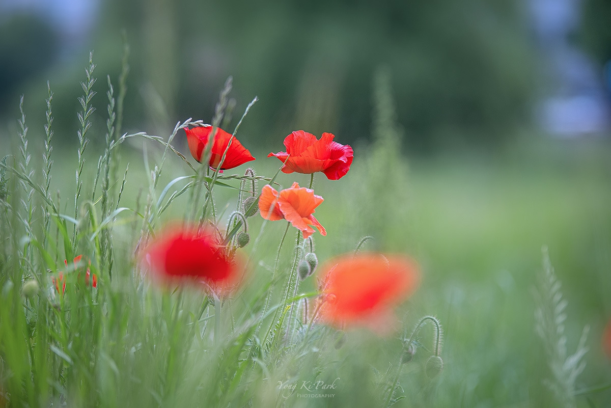 121_3494-s-Where my eyes stay-10.jpg