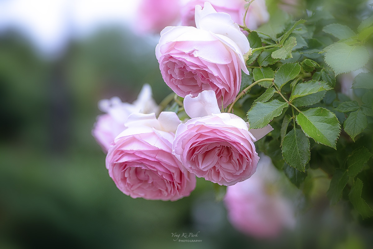 125_7540-44-st-s-The rose garden-1.jpg