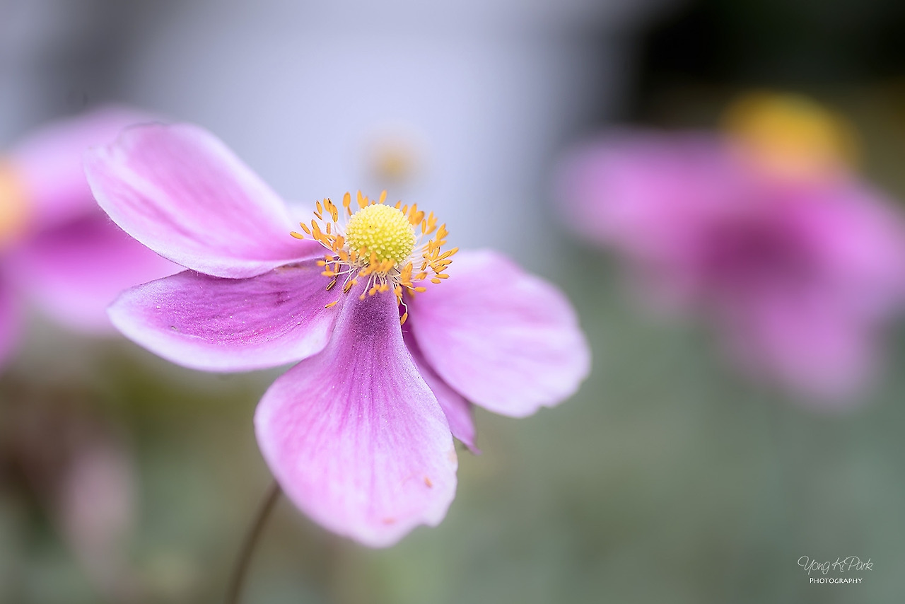 112_0248-s-The light of this autumn-1.jpg