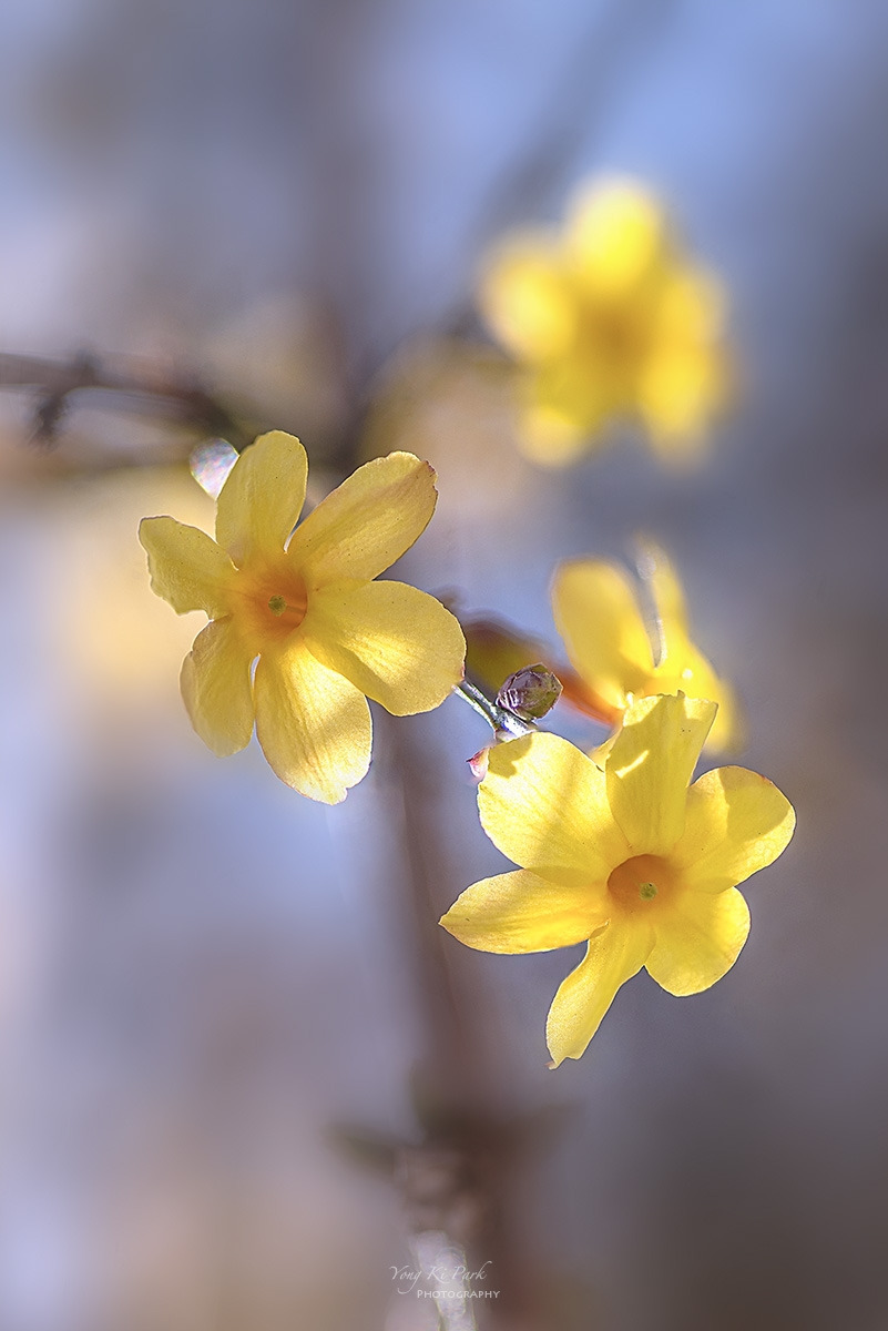 134_0396-0405-st-s-Spring that came to me-4.jpg