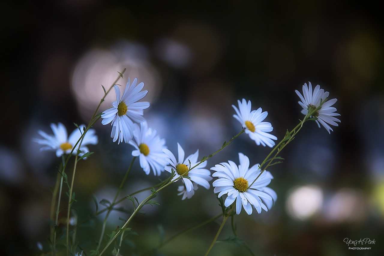 112_0314-s-The light of this autumn-3.jpg