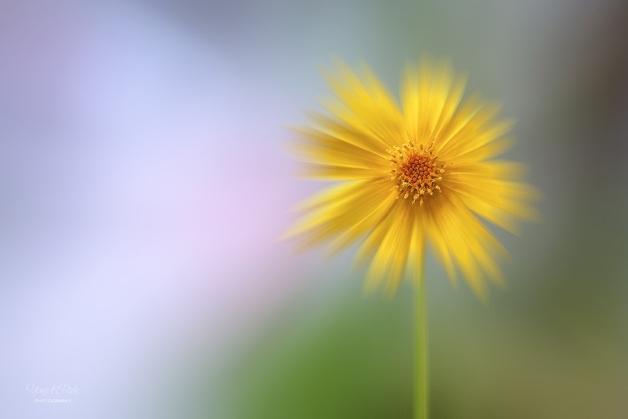 117_3857-65-st-m1-s-Garden of June-12.jpg