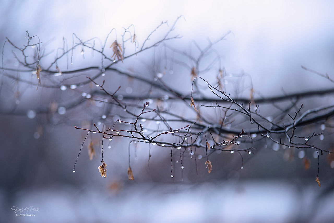 116_1621-s-Winter rain-11.jpg