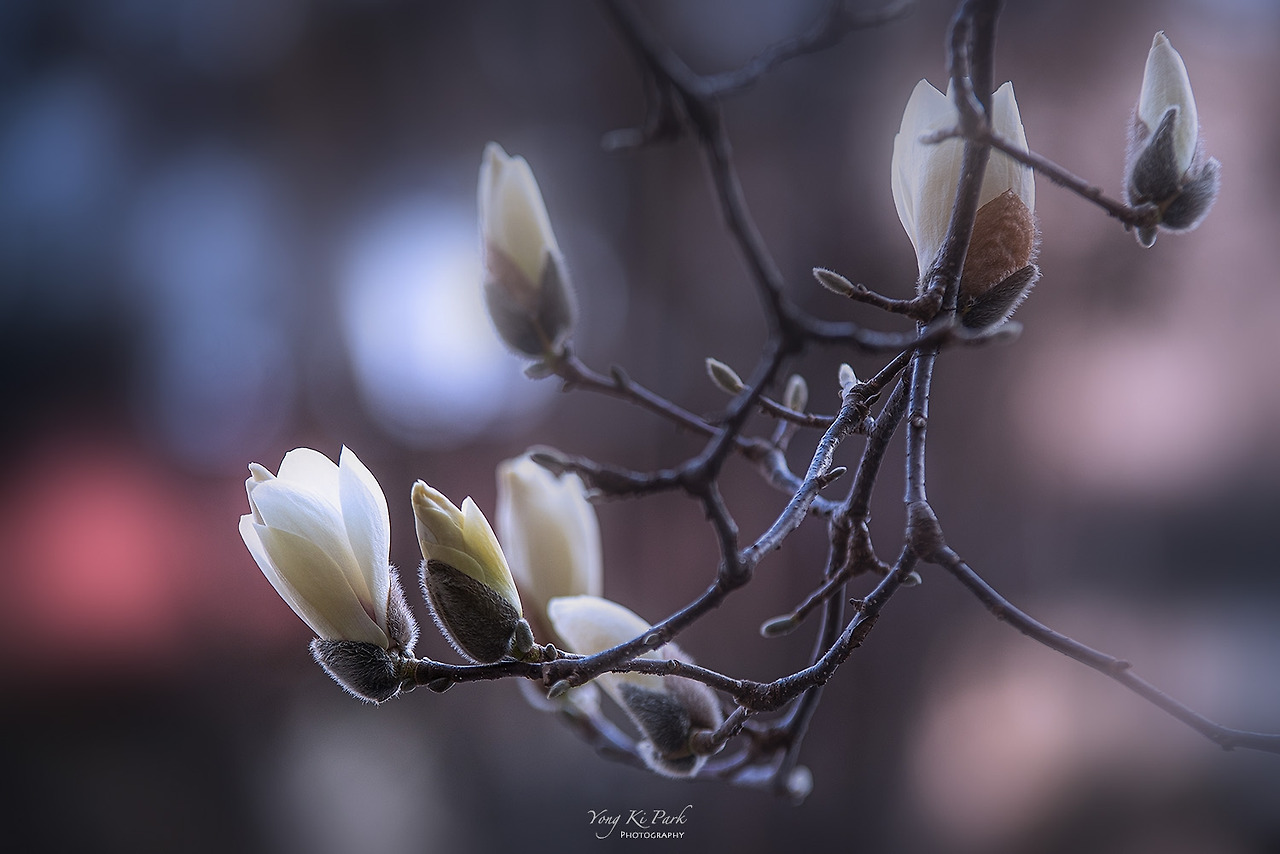 120_8582-s-It's spring-13.jpg