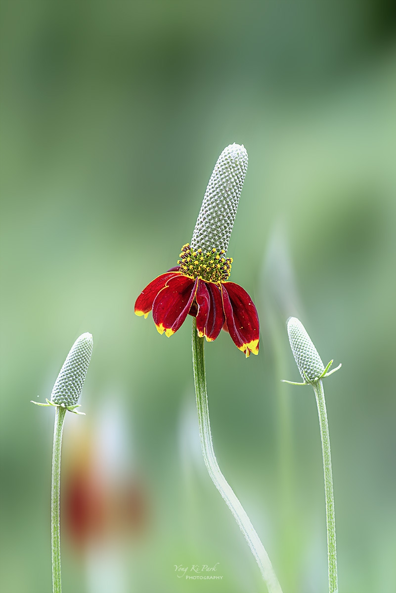 136_5897-5903-st-s-Sleep in the garden-6.jpg