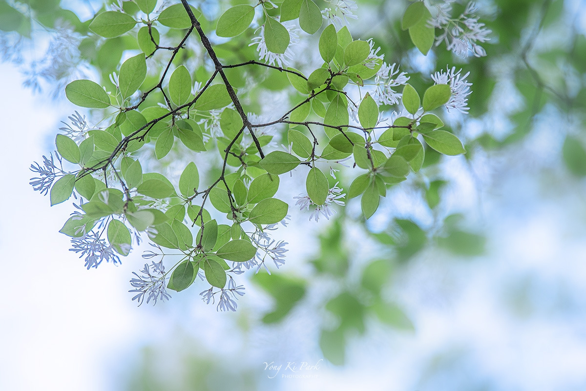 121_2792-s-So spring has come and is going-15.jpg