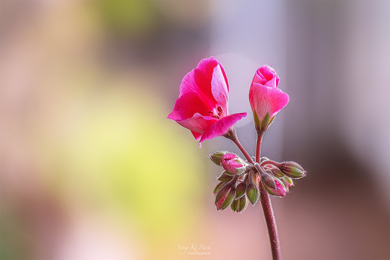 120_6103-6111-st-s-A preview of spring-9.jpg