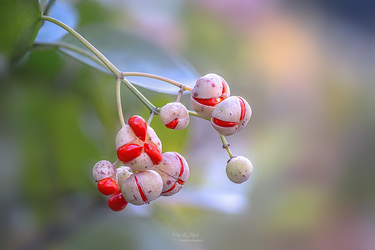 137_8860-67-st-s-Autumnal lyricism-25.jpg