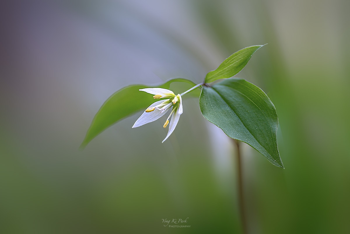 135_6741-43-st-s-a trip on a spring day-4.jpg