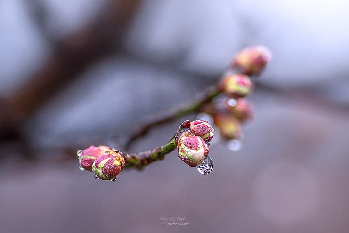 128-5294-5302-st-c-s-Beginning of spring-2.jpg