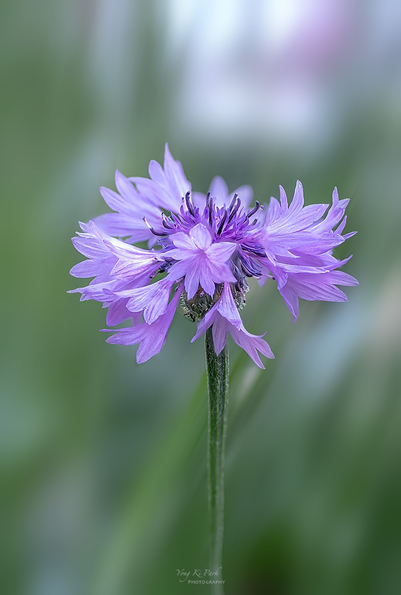 130_5425-31-st-s-A garden walk-2024-10.jpg