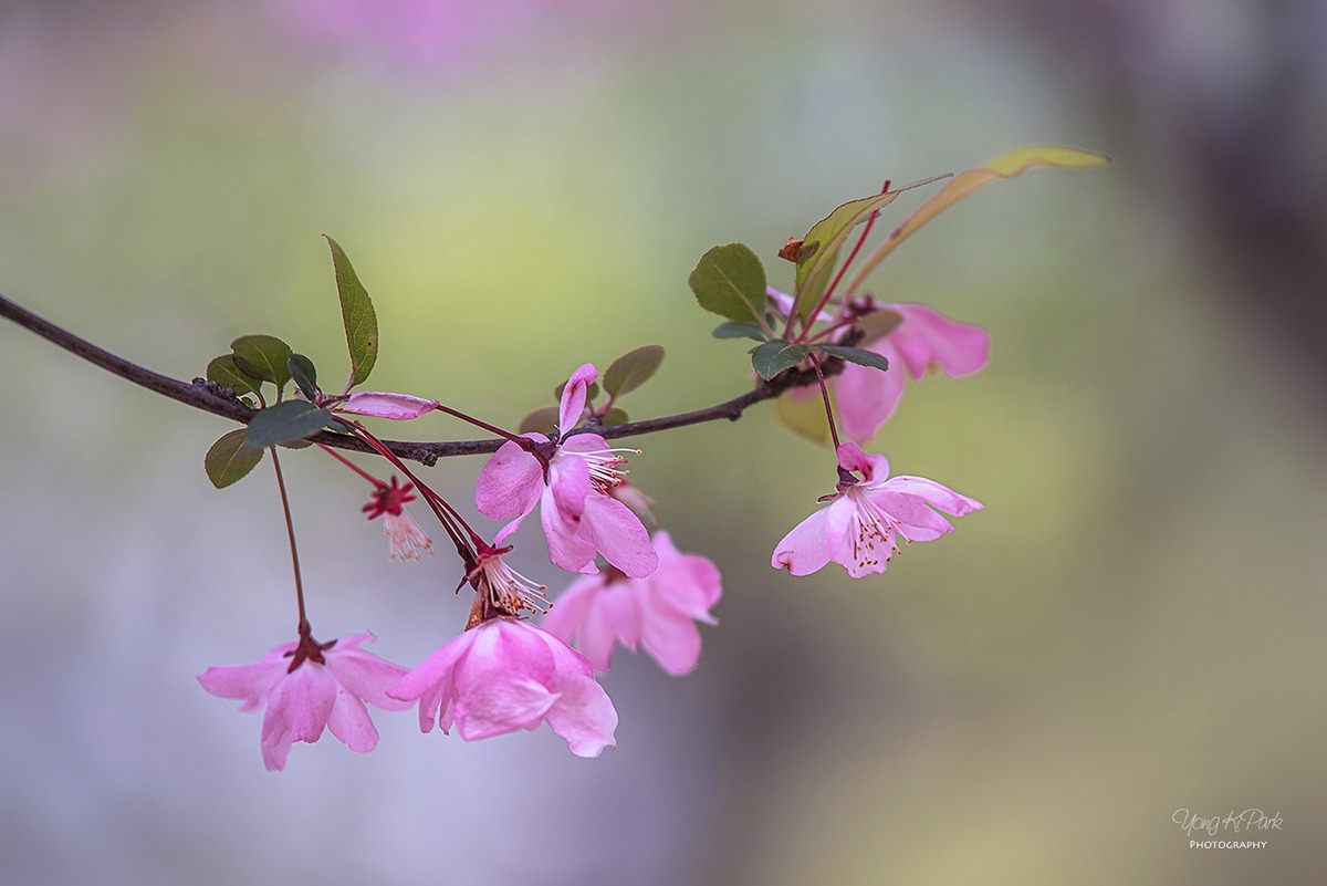 116_9441-s-AF-Dreams of flowers-11.jpg