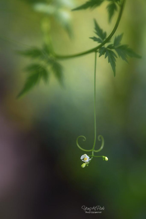 111_6325-s-When September comes-1.jpg