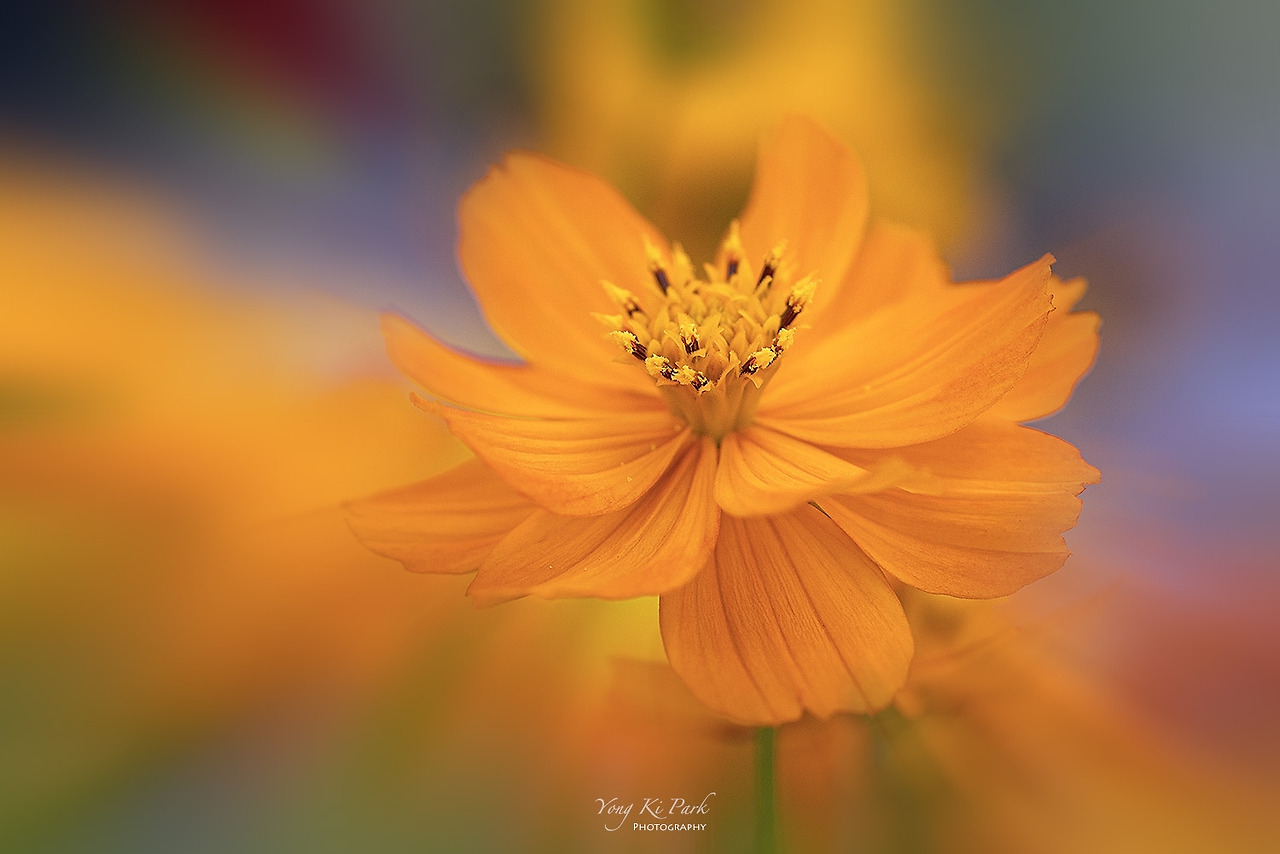 119_7135-m-s-Autumnal flora-1.jpg