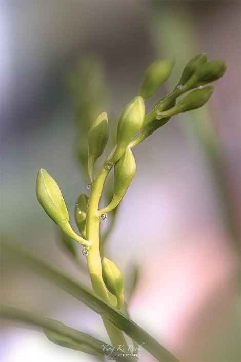 120_5152-57-st-s-A preview of spring-3.jpg