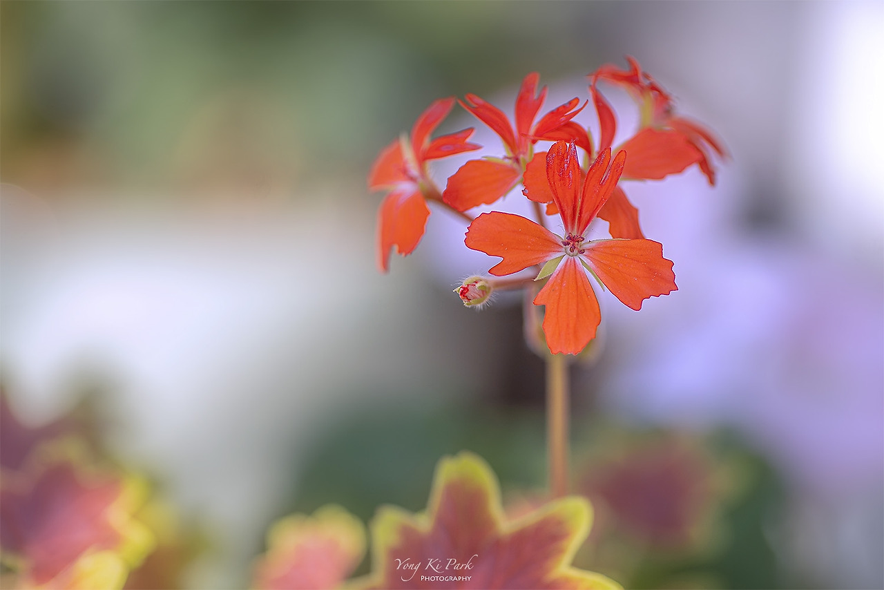 120_3404_03-st-s-Spring in my balcony-3.jpg