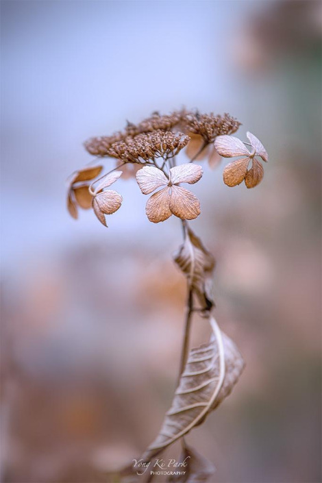 120_4727-s-Winter garden-4.jpg