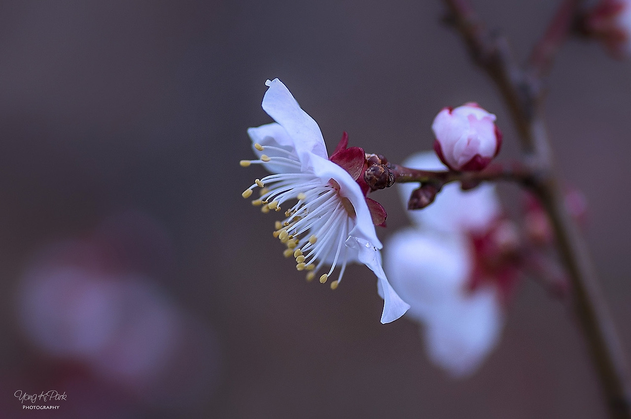 113_0988-s-You are my spring-1.jpg