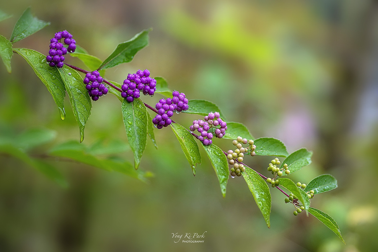 119_6171-s-Late summer and early autumn-5.jpg