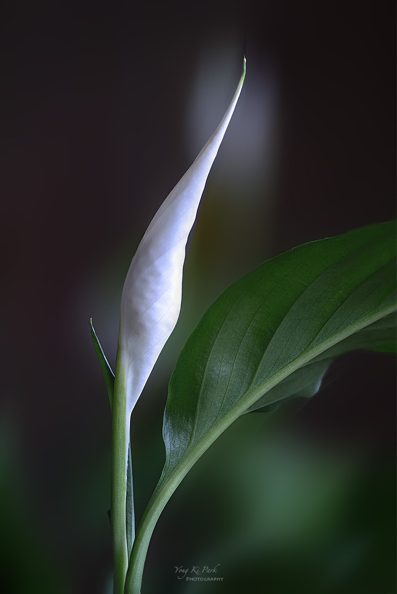 136_8425-28-st-s-Dreaming flower-2025-46.jpg