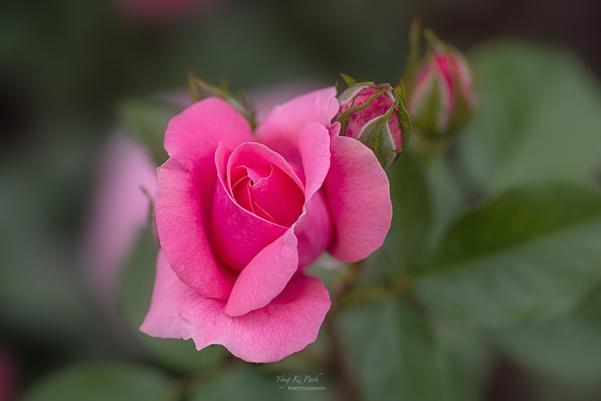 125_7644-46-st-s-A garden walk-3.jpg