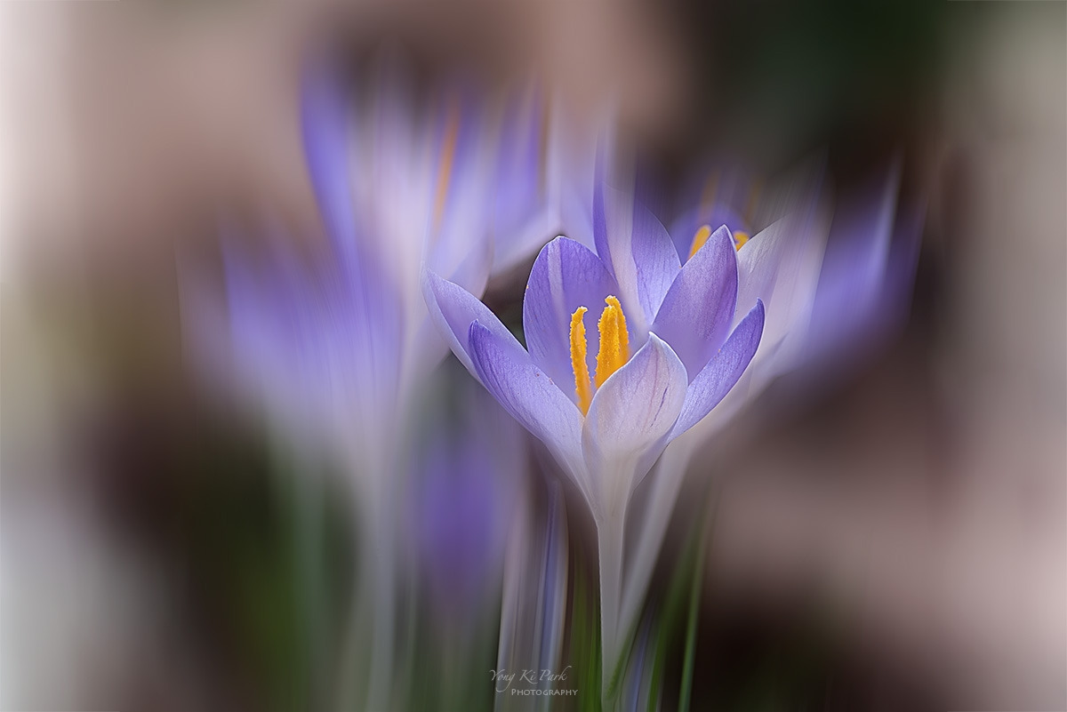 128_6625-32-st-c-m-s-In the garden of early spring-5.jpg