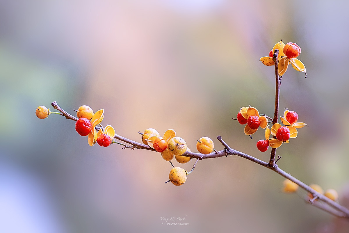 132_9907-13-st-s-Touch of autumn-2024-11.jpg