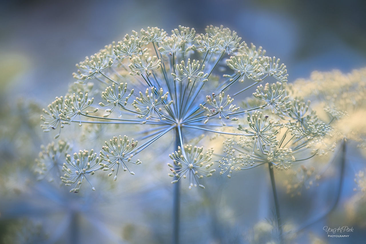 114_4680_81-st-2-s-Variations on the theme of summer-1.jpg